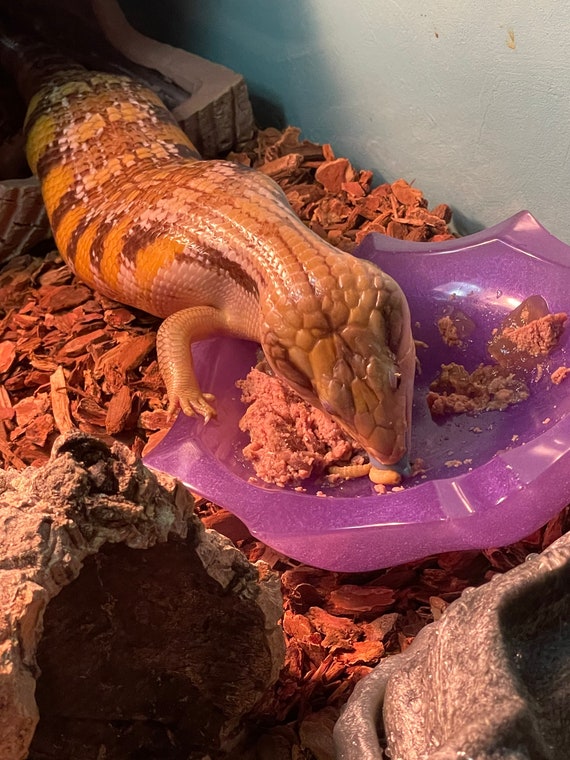 Bowlin’ - Reptile Feeding & Water Bowl - Custom Colors (Dishwasher Safe!)
