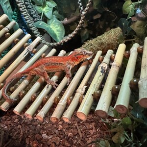 Puede incluir: Un gecko lagarto rojo y negro posado en una plataforma de bamb&uacute; con cuentas marrones. La plataforma est&aacute; hecha de varios palos de bamb&uacute;.