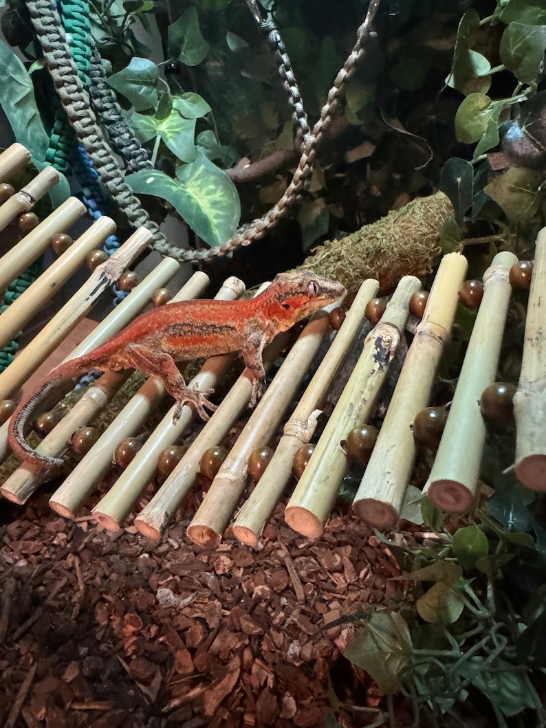 Puede incluir: Un gecko lagarto rojo y negro posado en una plataforma de bamb&uacute; con cuentas marrones. La plataforma est&aacute; hecha de varios palos de bamb&uacute;.