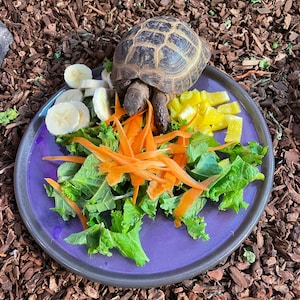 Tortoí Buffoí (Hefty Reptile, Tortoise & Turtle Plate) - Custom Colors (Dishwasher Safe!)