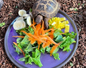 Tortoí Buffoí (Plato robusto para reptiles, tortugas y tortugas marinas) - Colores personalizados (¡Apto para lavavajillas!)