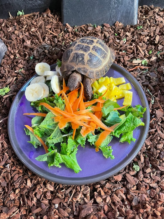 Tortoí Buffoí (Hefty Reptile, Tortoise & Turtle Plate) - Custom Colors (Dishwasher Safe!)