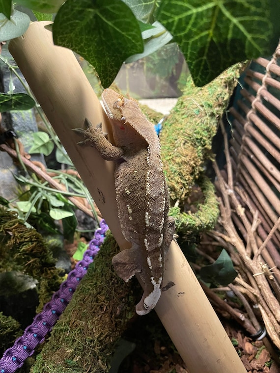 Natural Bamboo Climber (Please Read Full Item Description)