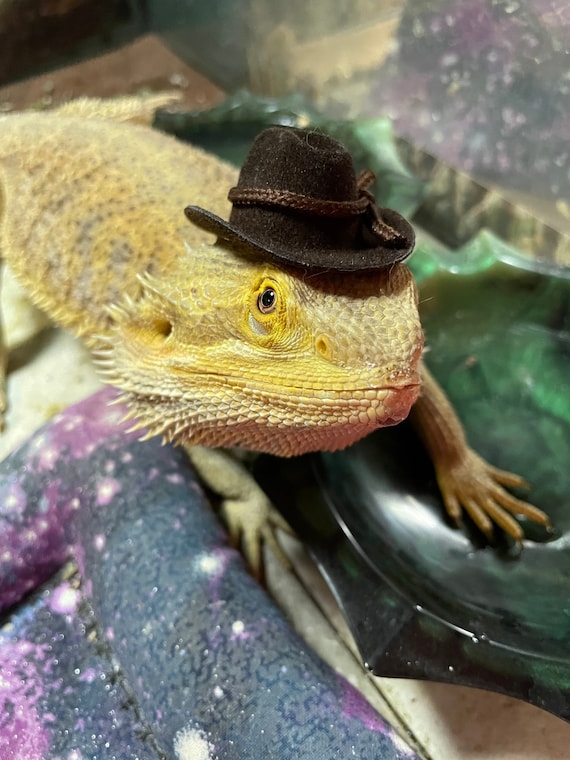 Flock Cowboy Hat - 2” Brown or Black