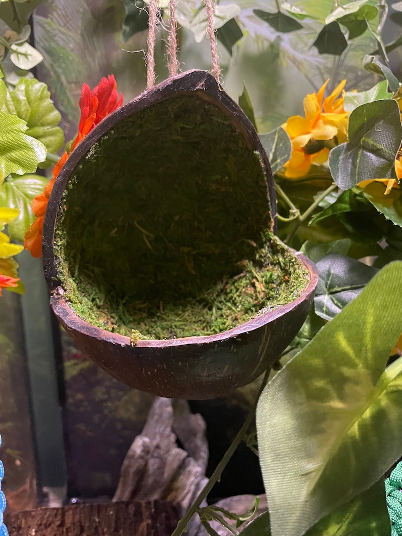May include: A hanging coconut shell birdhouse with a green moss lining. The birdhouse is suspended by twine and is surrounded by green and yellow artificial plants.