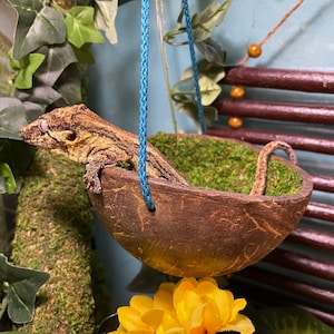 Hangin’ In A Halfshell - Coconut Hide