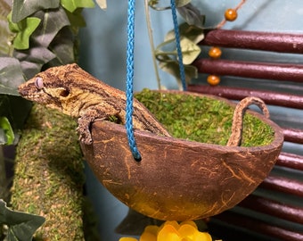 Hangin’ In A Halfshell - Reptile Coconut Hide