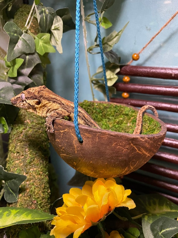 Hangin’ In A Halfshell - Coconut Hide