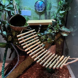 May include: A reptile terrarium with a coconut shell hanging from the top, a wooden branch with green vines, a bamboo ladder, and a brown wood chip substrate.