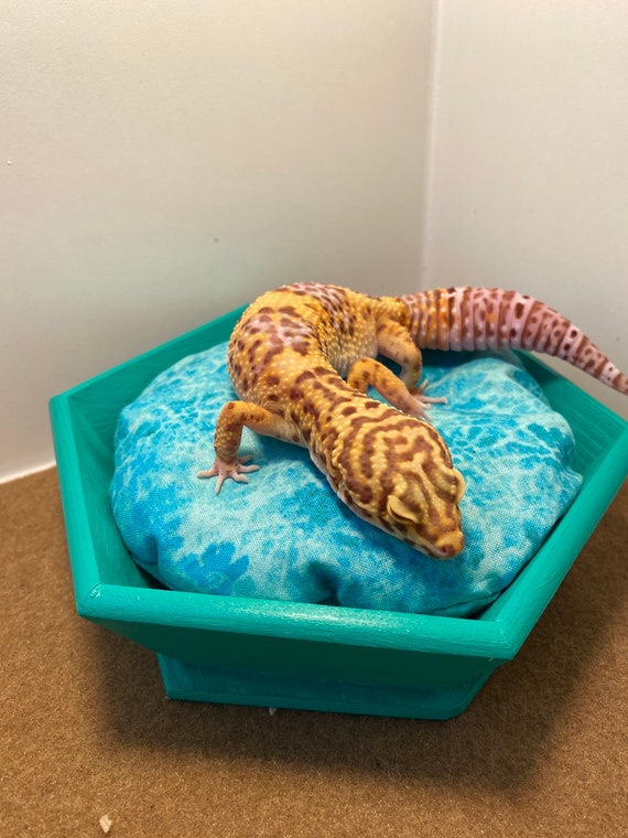 Sploota’s Paradise (Please Read Full Item Description)