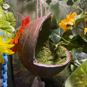 May include: A hanging coconut shell birdhouse with a moss-lined interior and a red flower decoration.