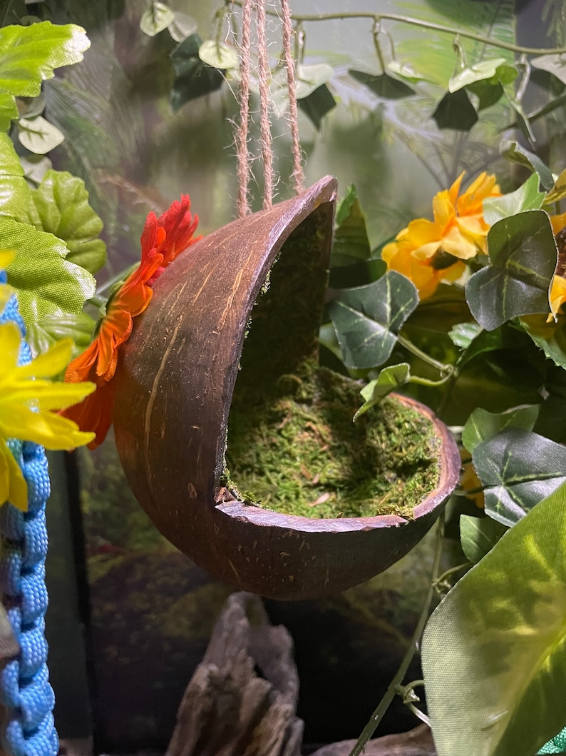 May include: A hanging coconut shell birdhouse with a moss-lined interior and a red flower decoration.