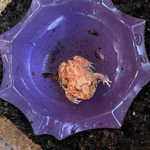 Op de afbeelding: Een lichtbruine en bruine kikker zit in een paarse, stervormige waterschaal. De schaal is gevuld met water en staat op een bed van donkere aarde. De kikker heeft rode ogen en is gedeeltelijk ondergedompeld.