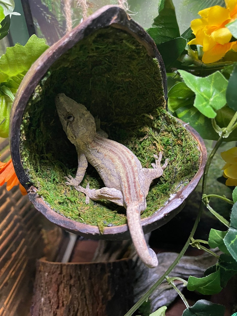 May include: A gray and white gecko with red stripes is perched inside a brown coconut shell lined with green moss.