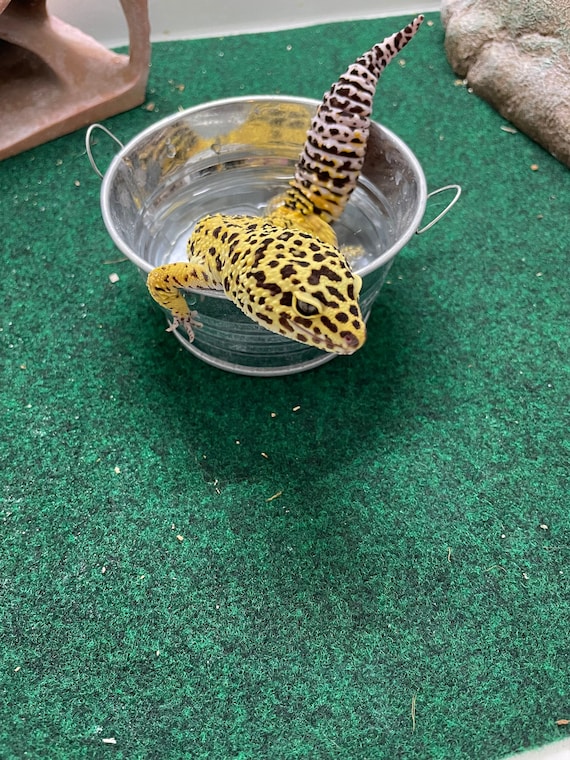 Gecko Washtub