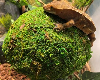 Shroomin' - Moss Covered Mushroom Reptile Toy and/or Tank Accessory