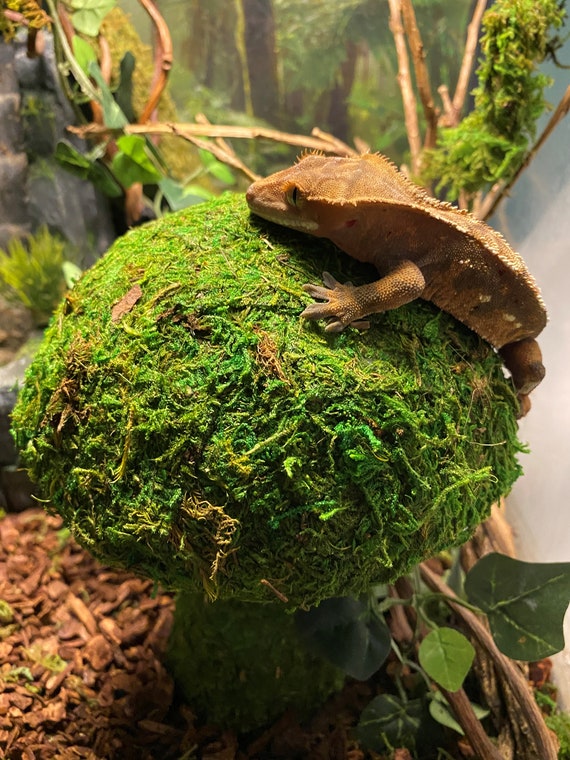 Shroomin' - Moss Covered Mushroom Reptile Toy and/or Tank Accessory