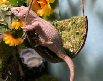 Lazy Moss Hammock - Reptile Coconut Hanger