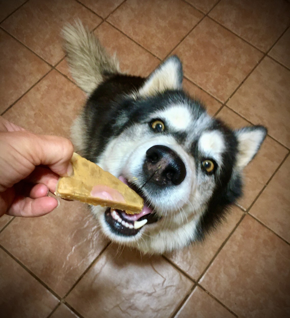 Erdnussbutter Pizza Hund Leckerli Etsy