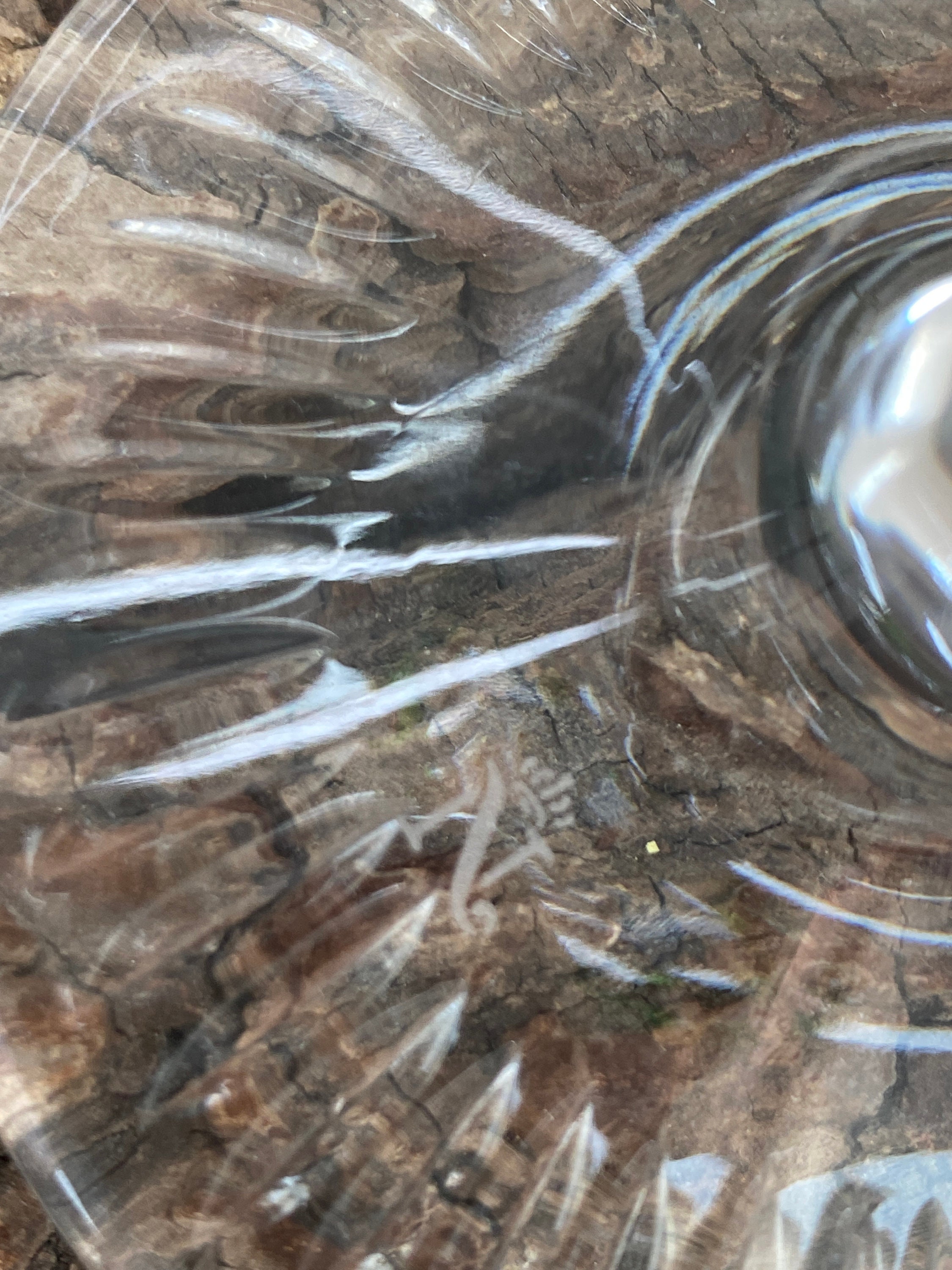 Hofbauer Verre À Vin Römer En Cristal De Plomb Vert
