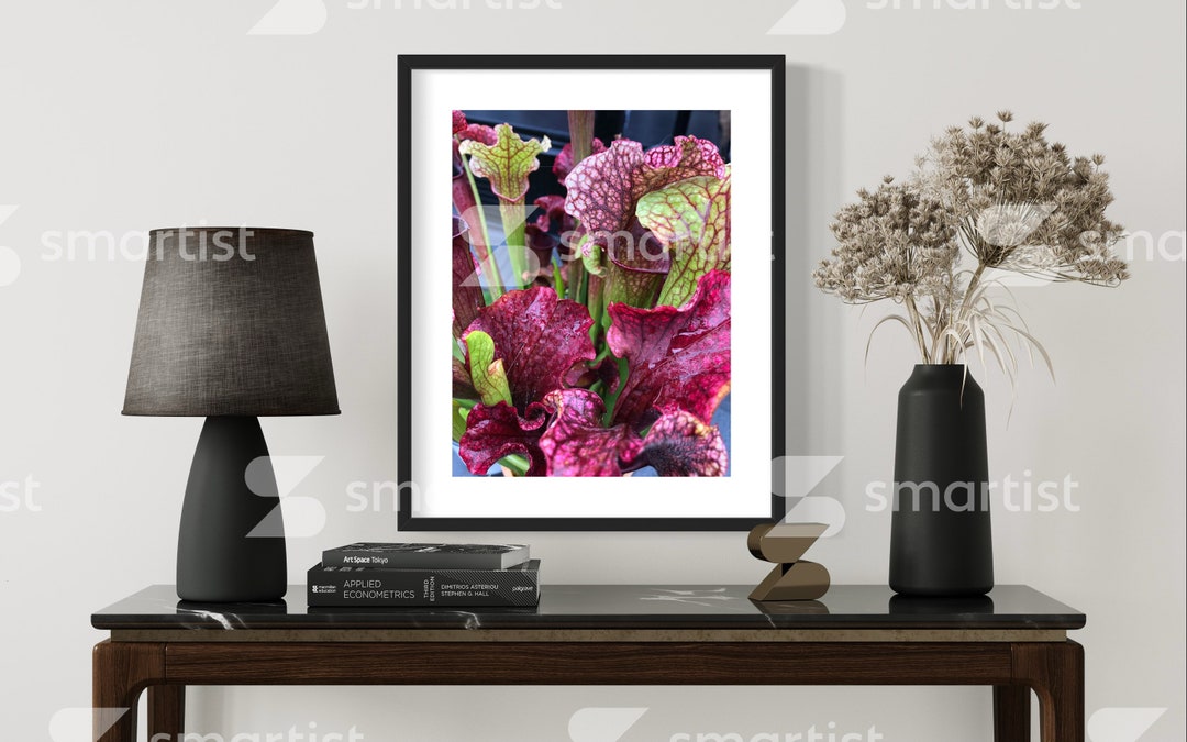 Sarracenia Carnivorous Plant Art Print Print A3 - Etsy
