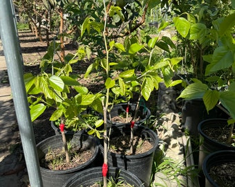 5 gallon pot grafted Pakistan Long Mulberry Tree/Morus Macroura Long Mulberry/ready to fruit/hard to find/Red or white fruits