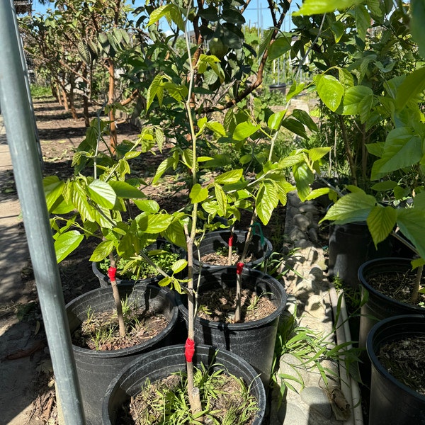 5 gallon pot grafted Pakistan Long Mulberry Tree/Morus Macroura Long Mulberry/ready to fruit/hard to find/Red or white fruits