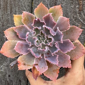 May include: A close-up of a succulent plant with ruffled, colorful leaves. The leaves transition from green to pink and orange, with a purple edge. The plant is in a black pot, held by a hand, against a weathered wooden background.