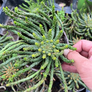 4” pot BIG HEAD Euphorbia caput medusae /Medusa’s Head/ succulents collection/ easy care