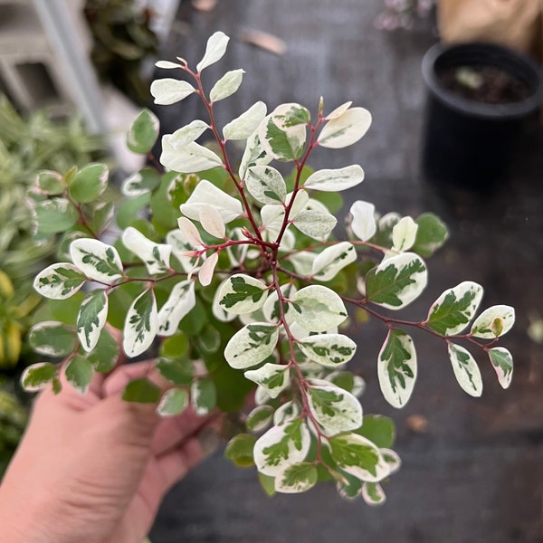 4” pot Breynia nivosa/Mini Snow Bush