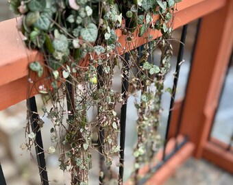 6” pot Over 2 ft long and full String of Hearts/Ceropegia Exact plant / good for gift/mature plant is blooming/Exact plant