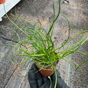 4 or 2 Inch Pot Live Plant Corkscrew Rush/juncus Effusus/twisted Rush ...