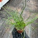 4 or 2 Inch Pot Live Plant Corkscrew Rush/juncus Effusus/twisted Rush ...