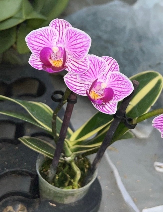 2 Pot Mini Phalaenopsis Variegata Sogo Yenlin(sogo Vivien X Sogo  Beny)/good for Gift/live Plant/rare Orchid/variegated Orchid/easy Care -  Etsy