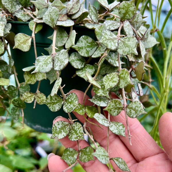 3 x 3” Hoya Curtisii cuttings