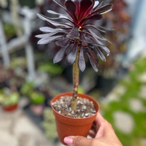 4” pot XXL Aeonium arboreum atropurpureum variegata Zwartkop/Royal Pinwheel/ succulents collection Aeonium collection easy care