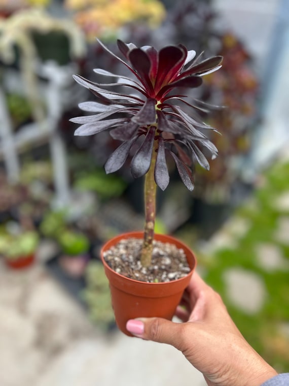 bingenheimer saatgut keimfhigkeit Bunte Wucherblume