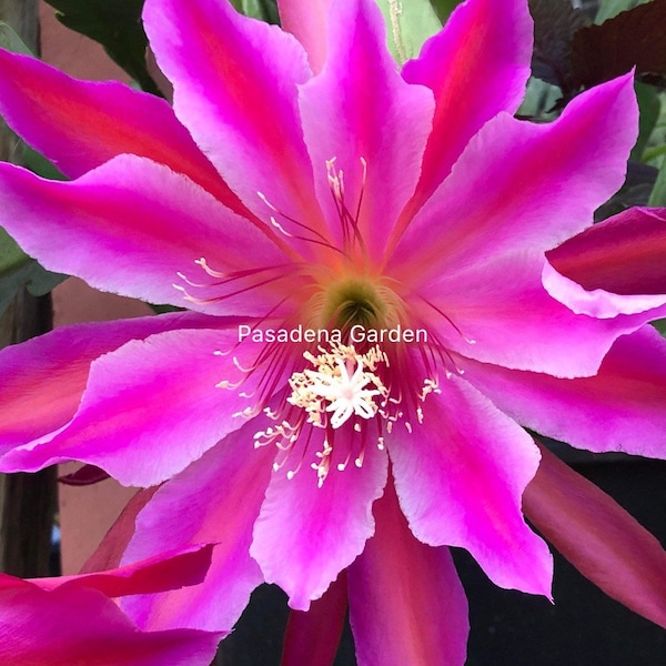 Cutting of Orchid Cactus /Epiphyllum Pink flowers