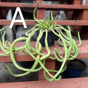 May include: A potted succulent plant with long, trailing stems. The plant has a vibrant green color with a textured appearance. The pot is black and sits on a wooden surface. The letter "A" is in white in the upper left corner.