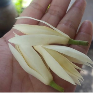 Air layered or Grafted 10” pot White Champak/Bailan/White Champaca/White Sandalwood/WhiteJadeOrchidTree/Michelia alba/白玉蘭