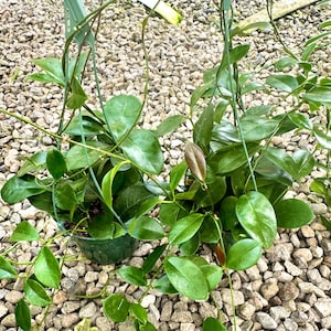 XXL 6” pot Hoya Australis live plant/easy flowering/easy care/FRAGRANT flower/good for gift/Wax flowers