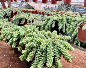 8” pot XXL Donkey tails succulents /Sedum morganianum/ Hard to find this size