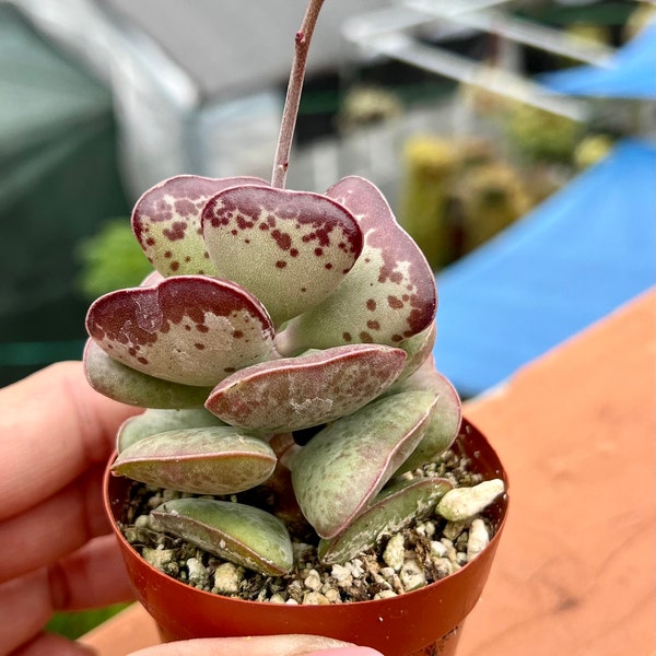 3” or 4” pot Calico Hearts/Adromischus maculatus/Heart shaped leaves/easy care/good for Gift/Valentine's Day present