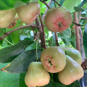 fruits size 5 or 1 gallon pot Air layered Taiwan black pearl wax apple tree/ 臺灣黑珍珠蓮霧苗/ bell-fruit live plant/fruits size