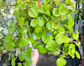 6” pot XXL Plectranthus verticillatus/Swedish ivy/Swedish begonia/whorled plectranthus/Exact plant