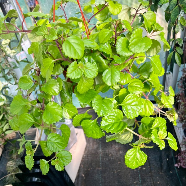 6” pot XXL Plectranthus verticillatus/Swedish ivy/Swedish begonia/whorled plectranthus/Exact plant