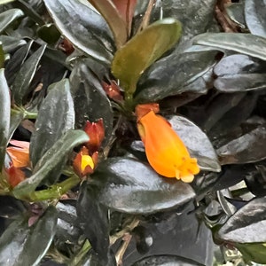 May include: Close-up of a plant with dark green leaves and orange flowers. The leaves are oval-shaped and have a glossy texture. The flowers are tubular with a ruffled edge. The plant is in a dark pot.