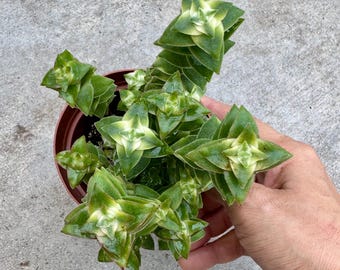 XXL 4” pot Variegated string of buttons/ full and tall/good for gift/easy care/variegated collection