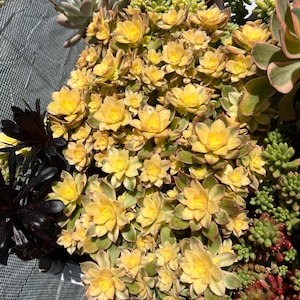 4” pot Aeonium kiwi green & variegated live plant or cuttings /ship without pot