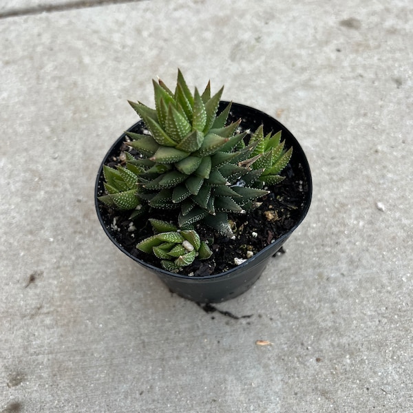 4” pot Haworthiopsis reinwardtii/ Haworthia reinwardtii/ ornamental succulent/easy care plant /low water need plant